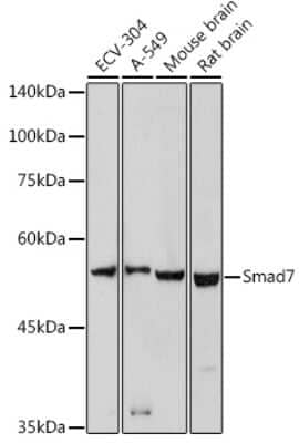 Western Blot: Smad7 Antibody [NBP2-93969] - Western blot analysis of extracts of various cell lines, using Smad7 antibody (NBP2-93969) at 1:1000 dilution. Secondary antibody: HRP Goat Anti-Rabbit IgG (H+L) at 1:10000 dilution. Lysates/proteins: 25ug per lane. Blocking buffer: 3% nonfat dry milk in TBST. Detection: ECL Basic Kit. Exposure time: 90s.